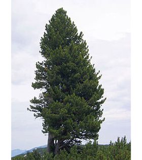 کاج سوئیسی (Pinus cembra)