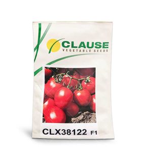 بذر گوجه سی ال ایکس بلوکی 38122 (2)