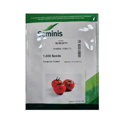 بذر گوجه گلخانه ای 4224 سمینیس