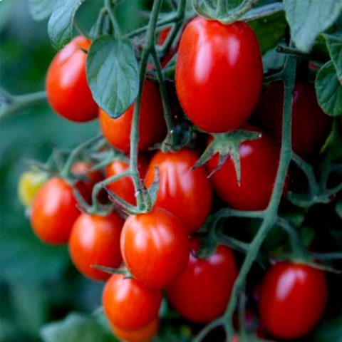 بذر گوجه زیتونی آماریس 02