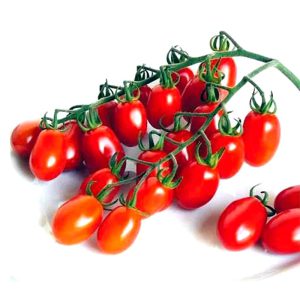 بذر گوجه زیتونی آماریس