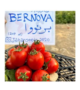 بذر گوجه فرنگی برنووا ایتالی05