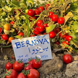 بذر گوجه فرنگی برنووا ایتالیا