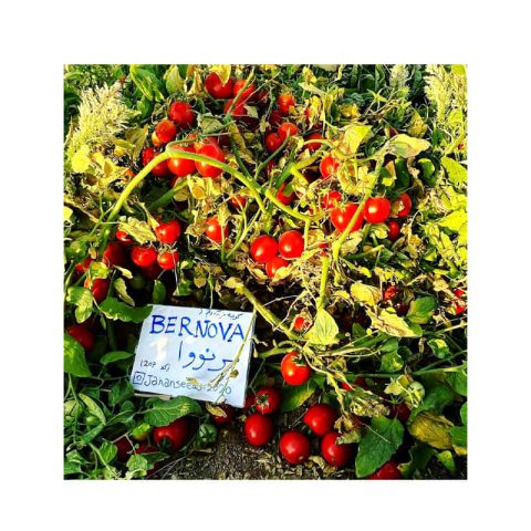 بذر گوجه فرنگی برنووا ایتالیا04