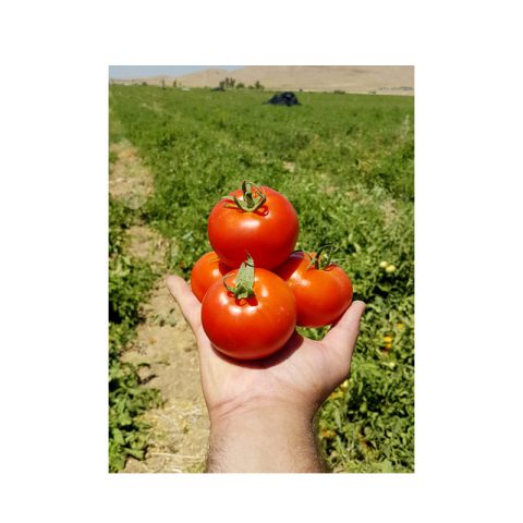 بذر گوجه فرنگی لوسیا 02