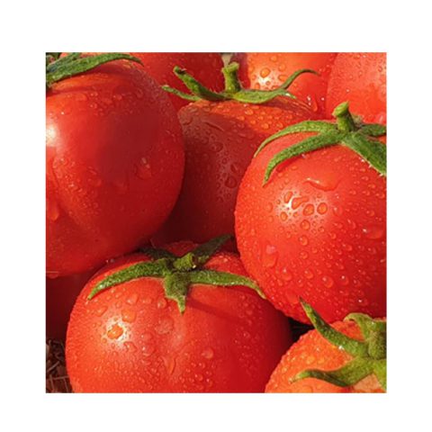 بذر گوجه فرنگی هیبرید تیوا F1 03