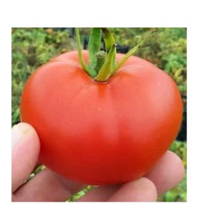 بذر گوجه فرنگی هیبرید ردسان 02