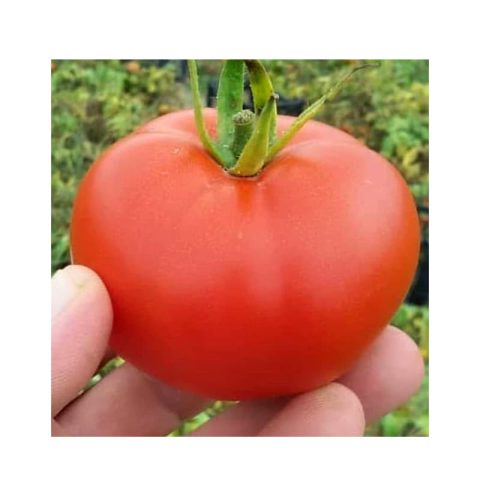 بذر گوجه فرنگی هیبرید ردسان 02